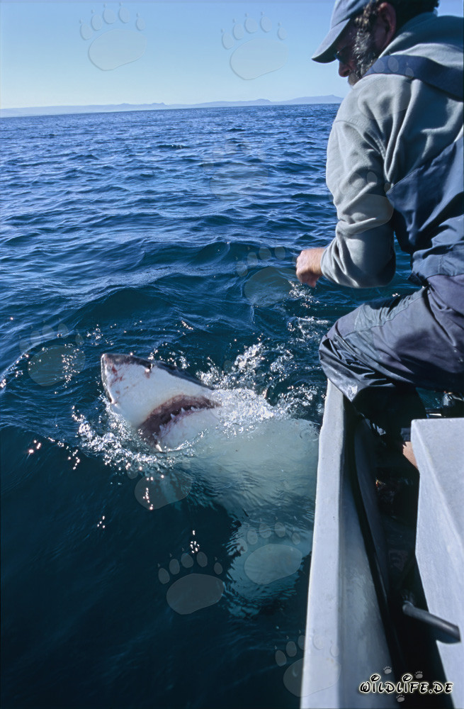 Contact visuel entre un grand requin blanc et Andre Hartman
