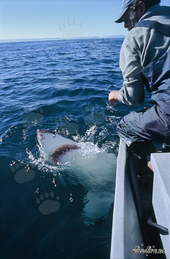 Contatto visivo tra uno squalo bianco e Andre Hartman
