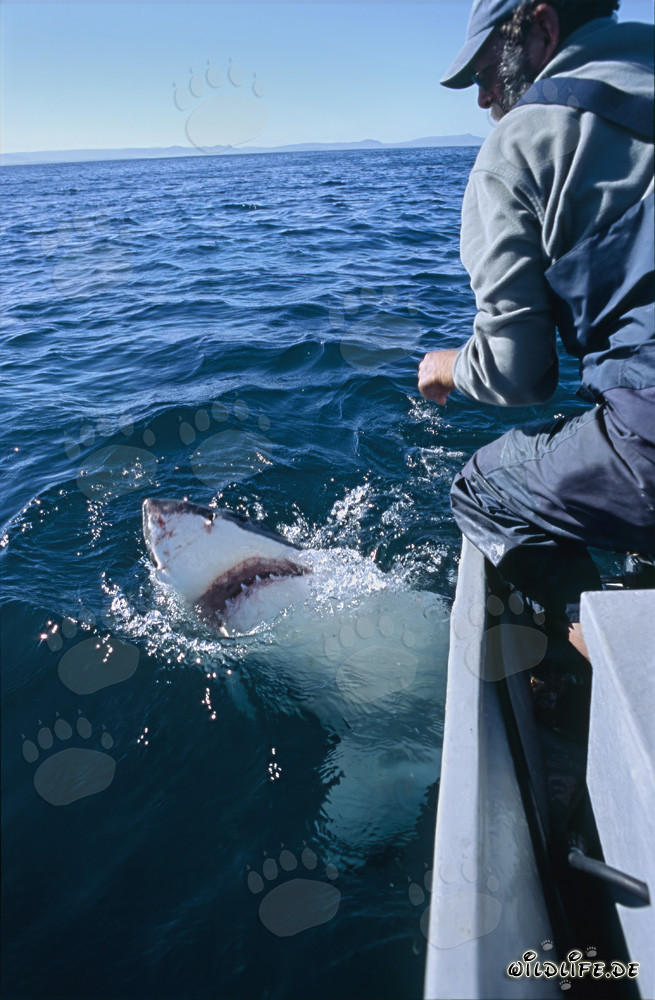 Contacto visual entre un gran tiburón blanco y Andre Hartman