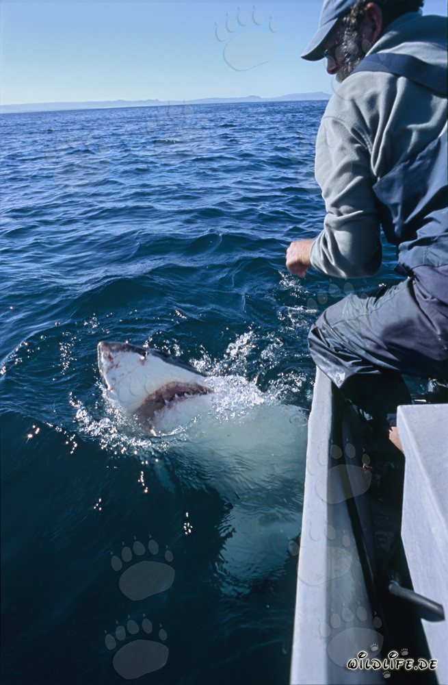 Augenkontakt zwischen Weißem Hai und Andre Hartman