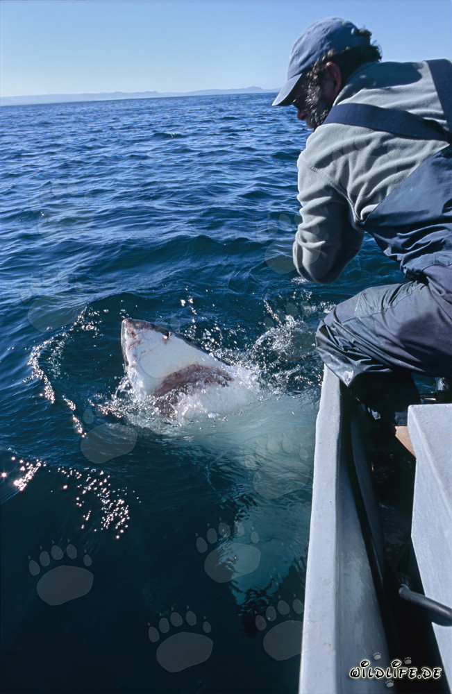 Grand requin blanc majestueux au large de Gansbaai