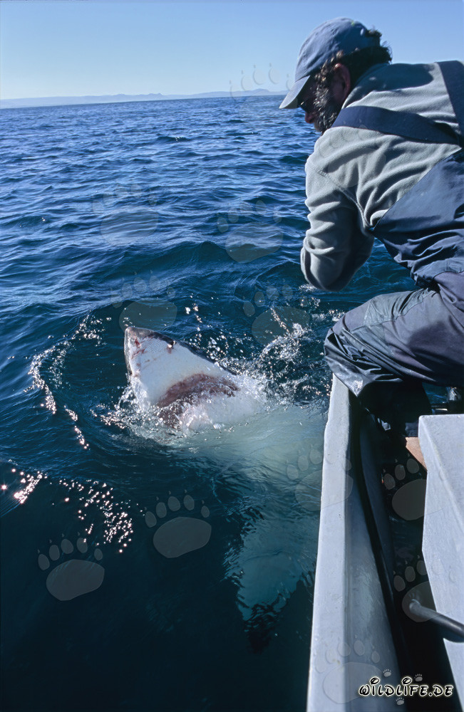 Majestic Great White Shark off the coast of Gansbaai