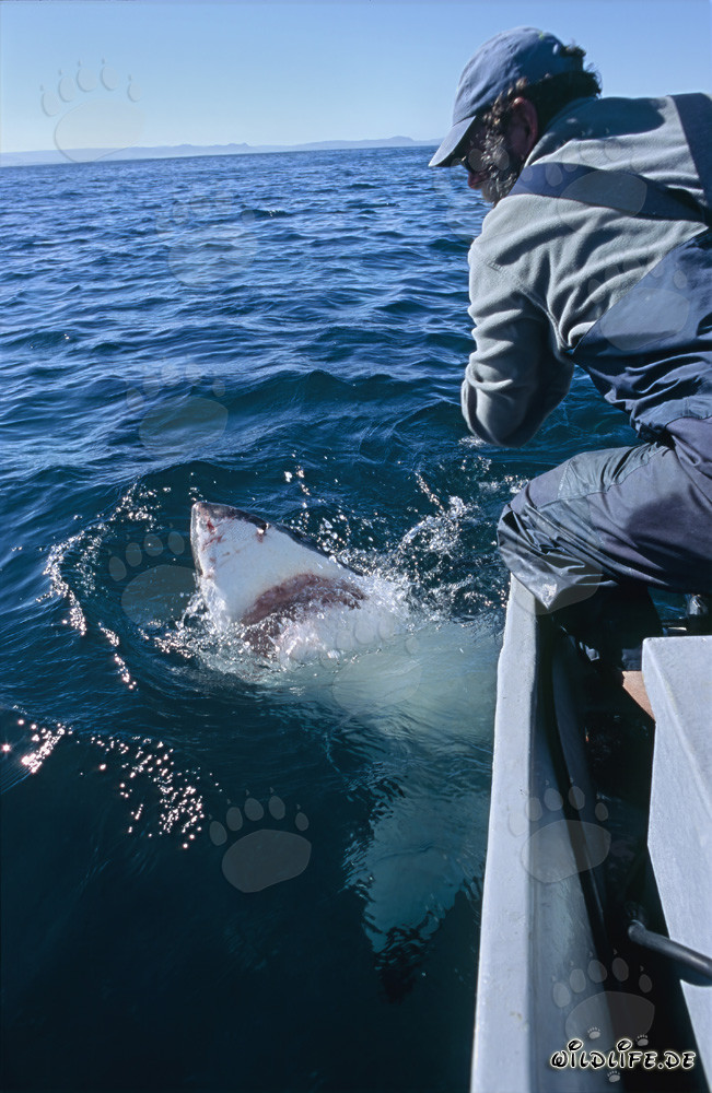 Maestoso squalo bianco al largo di Gansbaai