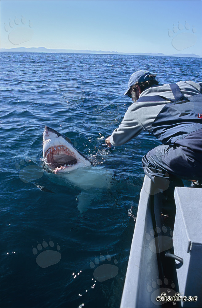 Fascinating view into the wide-open mouth of the Great White Shark