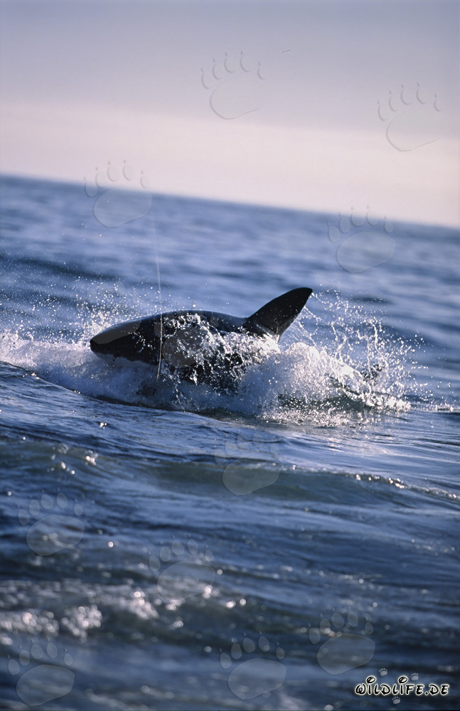 Breaching Great White shark hunting for a fur seal