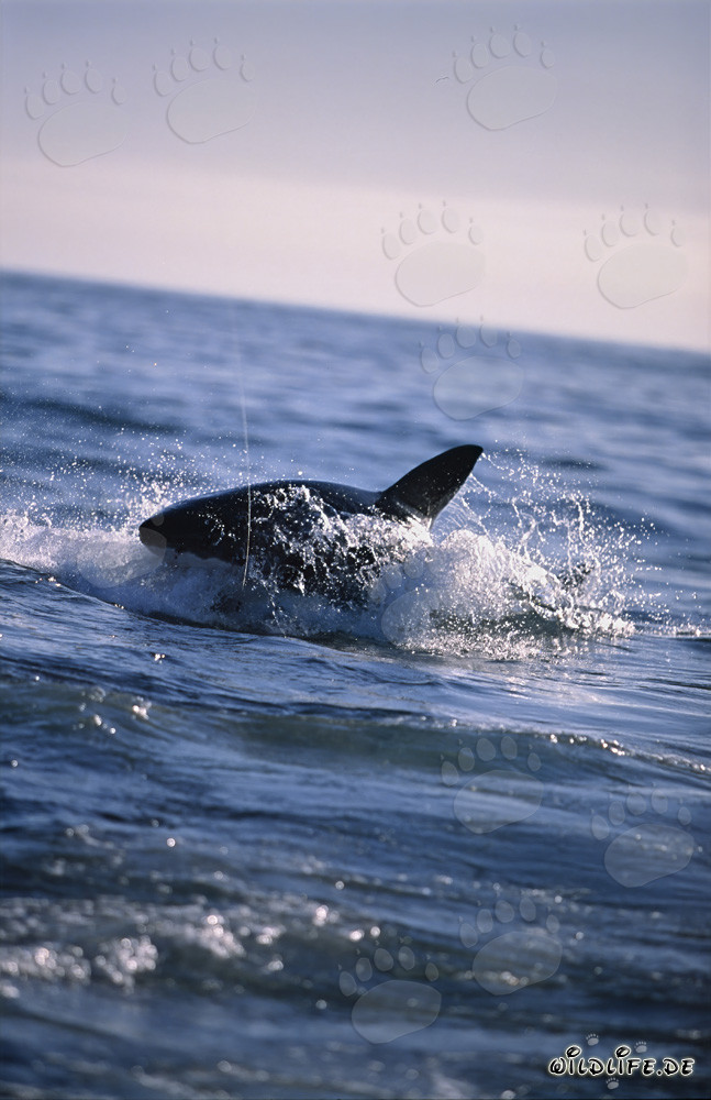 Squalo bianco insegue una foca di pelliccia sudafricana