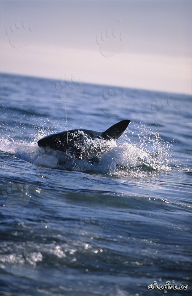 Tiburón blanco persigue una foca de piel sudafricana