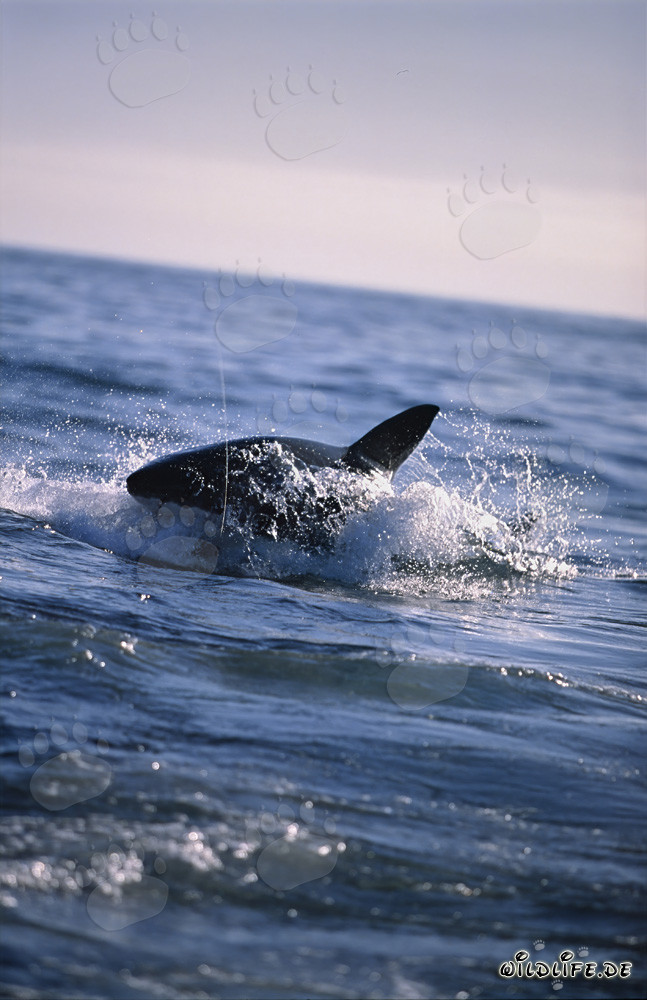 Weißer Hai jagt eine Suedafrikanische Pelzrobbe