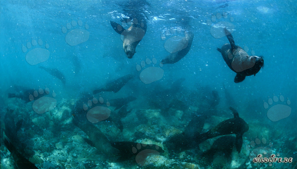 Phoques à fourrure sud-africains sous l'eau