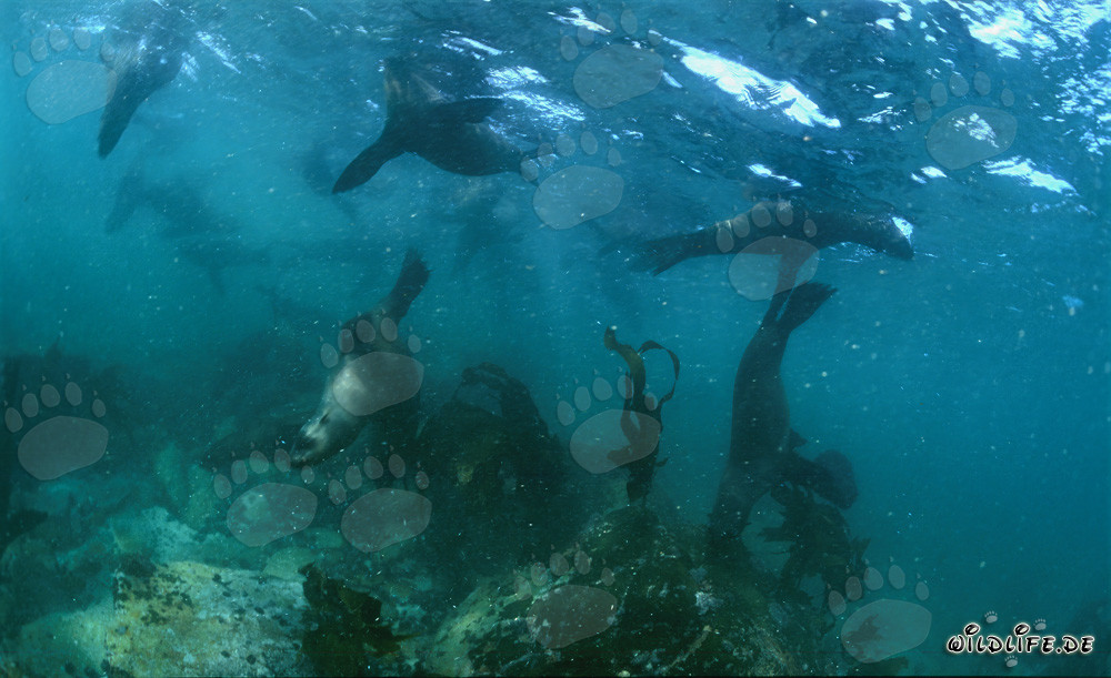 Fascinants lions de mer sud-africains sur Geyser Rock