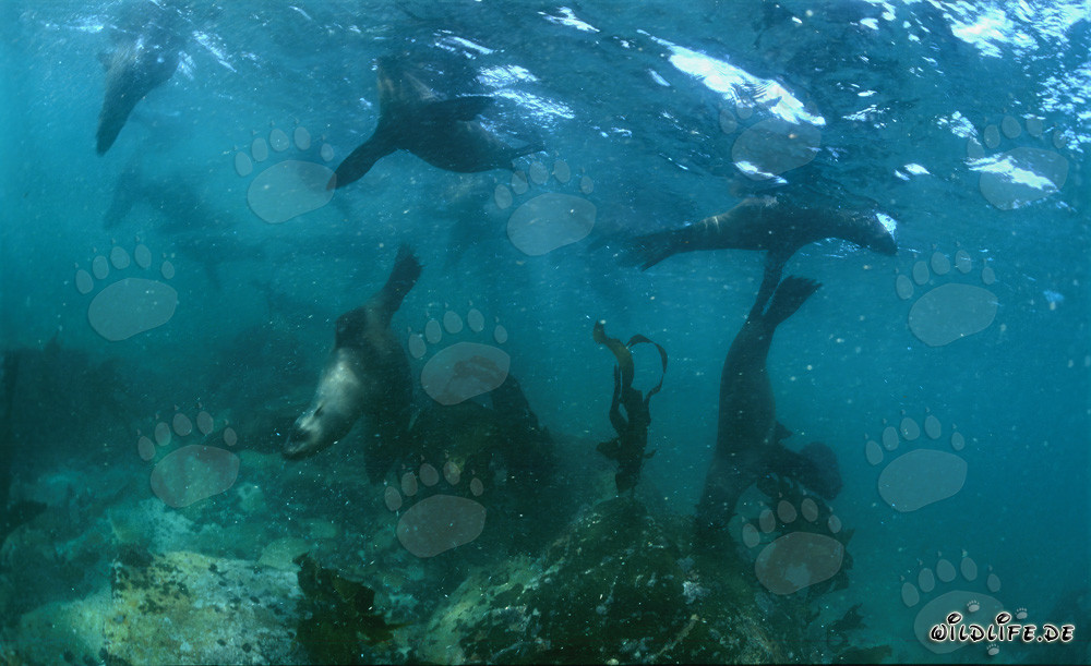 Fascinating South African Fur Seals on Geyser Rock
