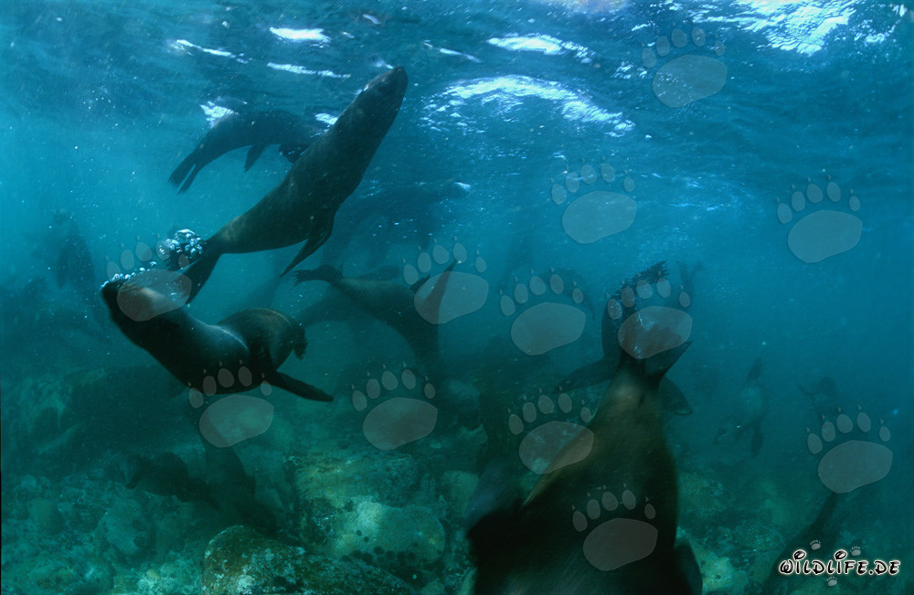 Jugando con lobos marinos de Sudáfrica en el fondo del mar