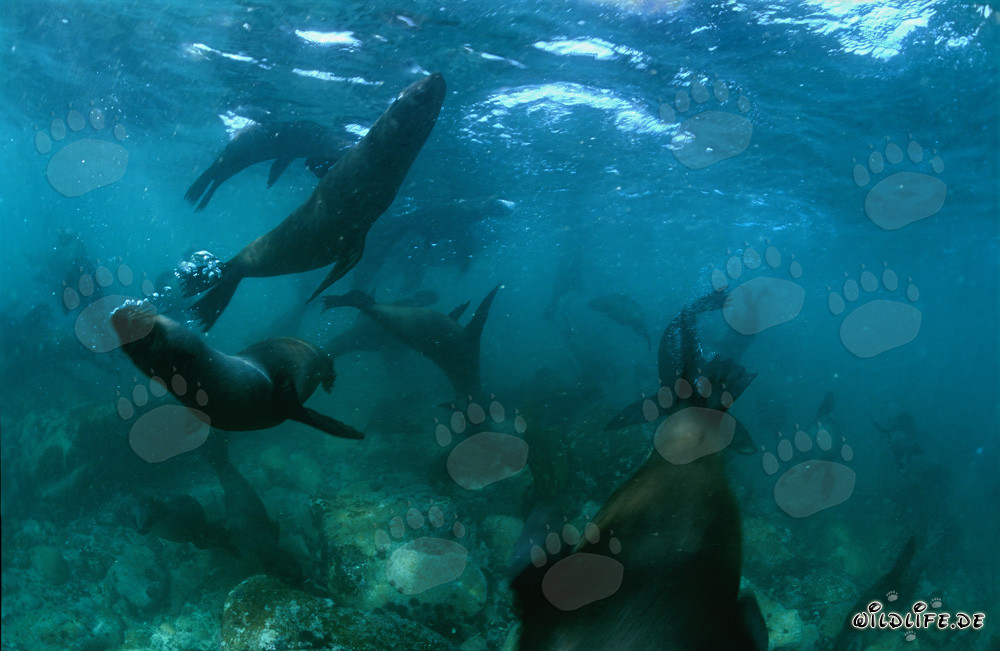 Jouant des otaries à fourrure sud-africaines au fond de la mer