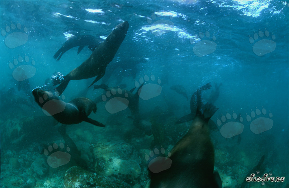 Playful South African Fur Seals at the Seabed