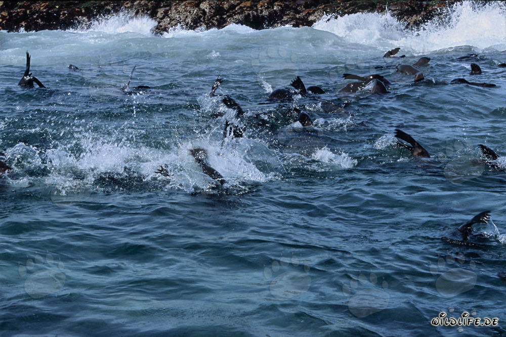 Otaries à fourrure d'Afrique du Sud dans la zone de déferlement