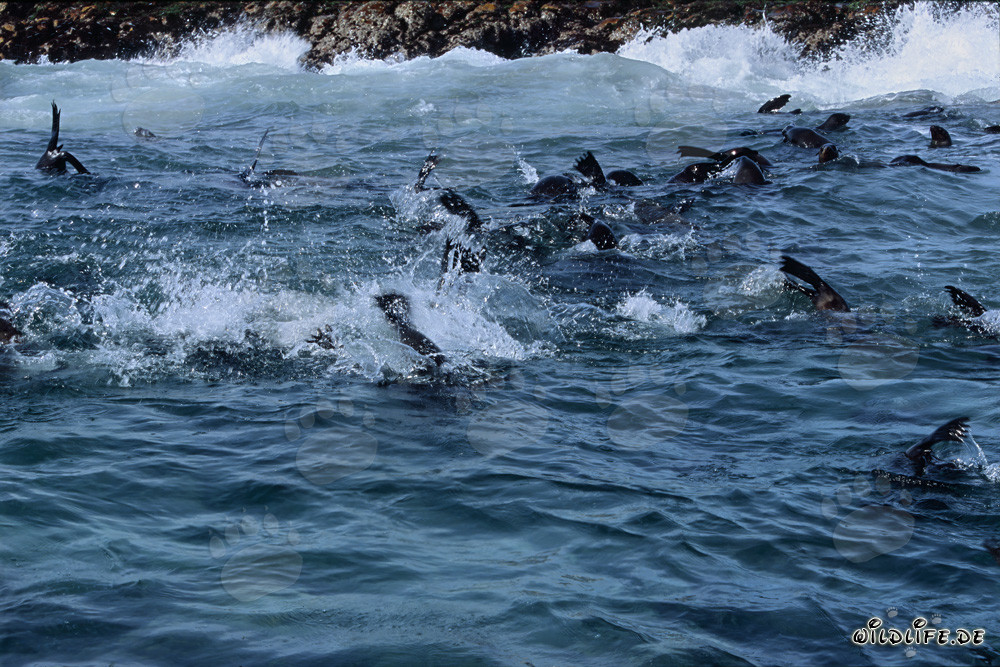 South African Fur Seals in the Surf