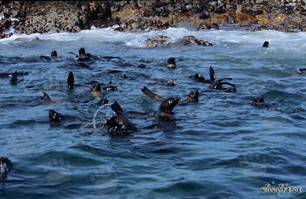 Focas de piel sudafricana en la marejada frente a Gyser Rock