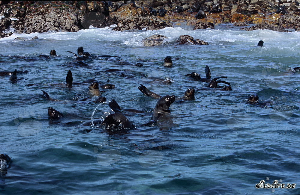 Phoques à fourrure sud-africains dans la houle devant Gyser Rock