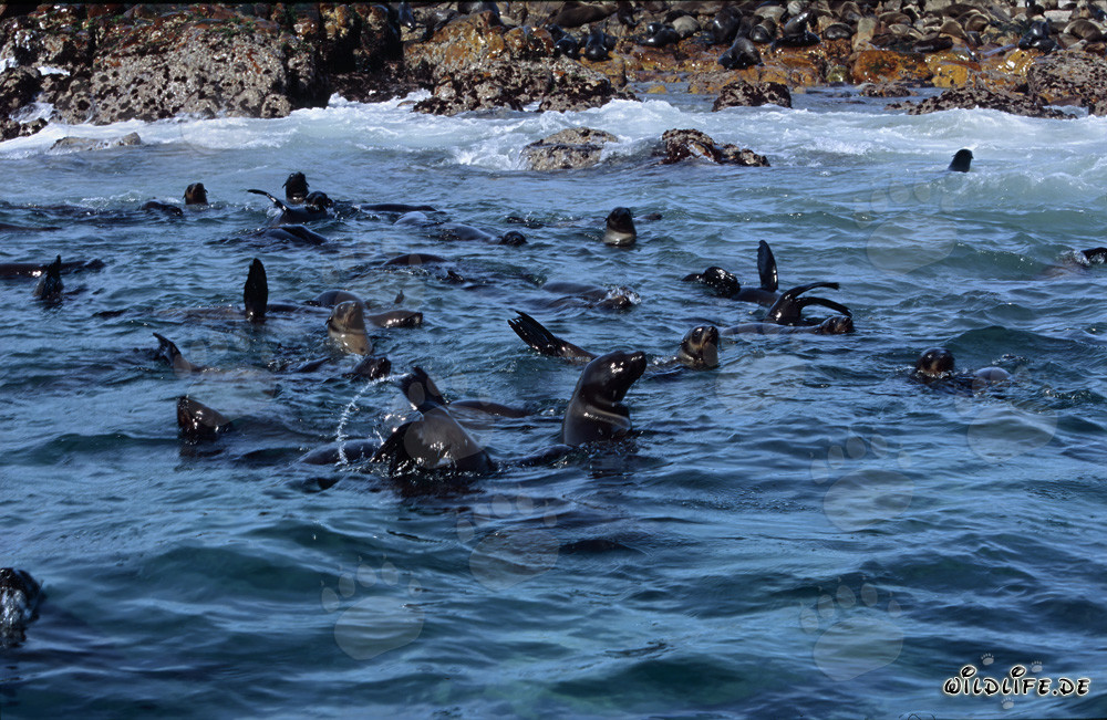 South African Fur Seals in the Swell in front of Gyser Rock