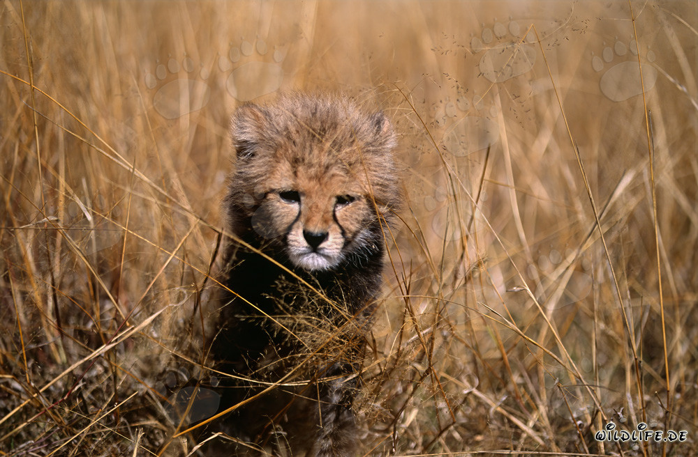 Ein Baby Gepard beobachtet grimmig aus dem hohen Gras