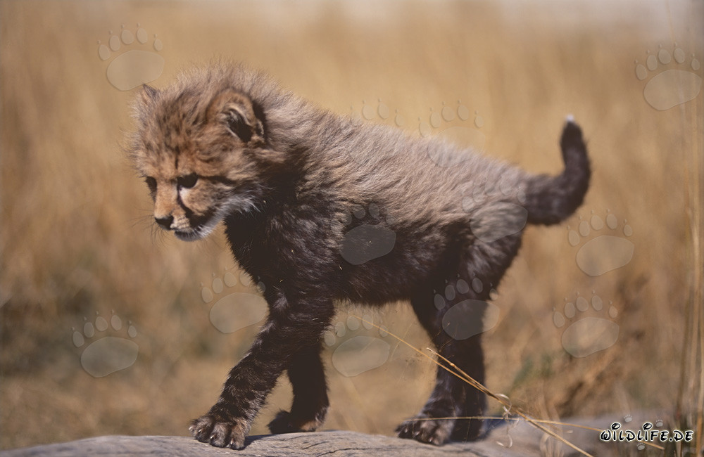 Young cheetah cub gracefully balances on a tree stump