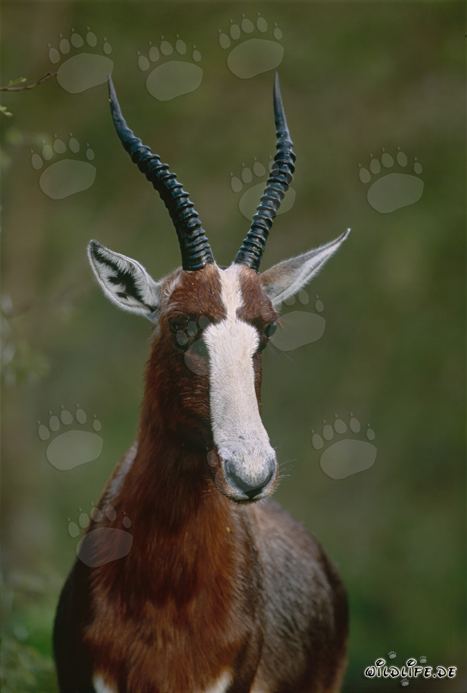 Portrait de Buntbock au soleil du matin dans le parc national de Bontebok, Afrique du Sud