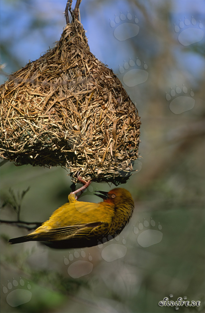 Tisserin du Cap avec son nid achevé