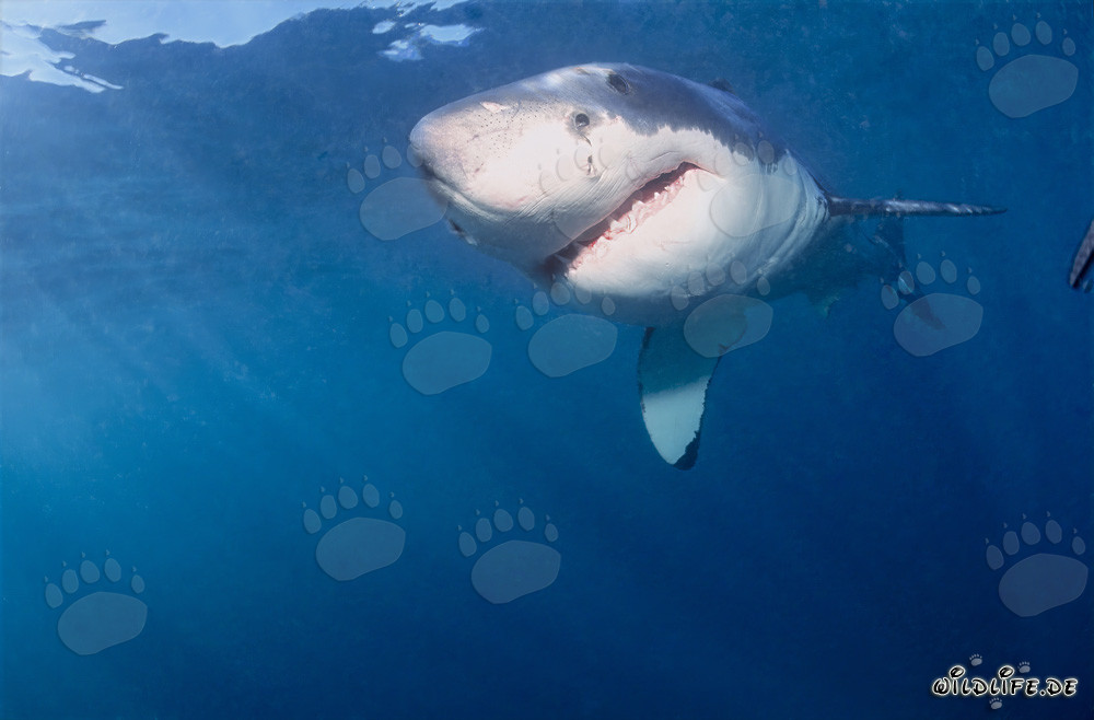 Giovane squalo bianco: creatura affascinante dell'evoluzione