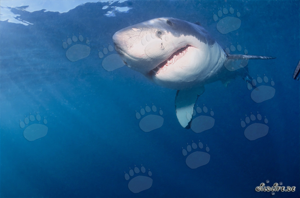 Jeune grand requin blanc : créature fascinante de l'évolution