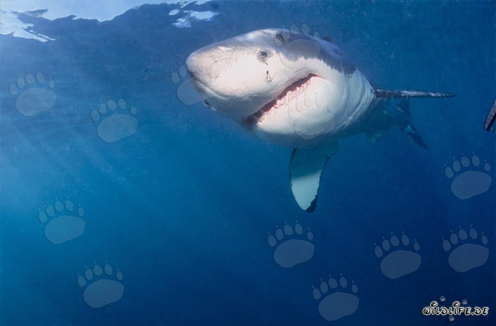 Joven tiburón blanco: fascinante criatura de la evolución