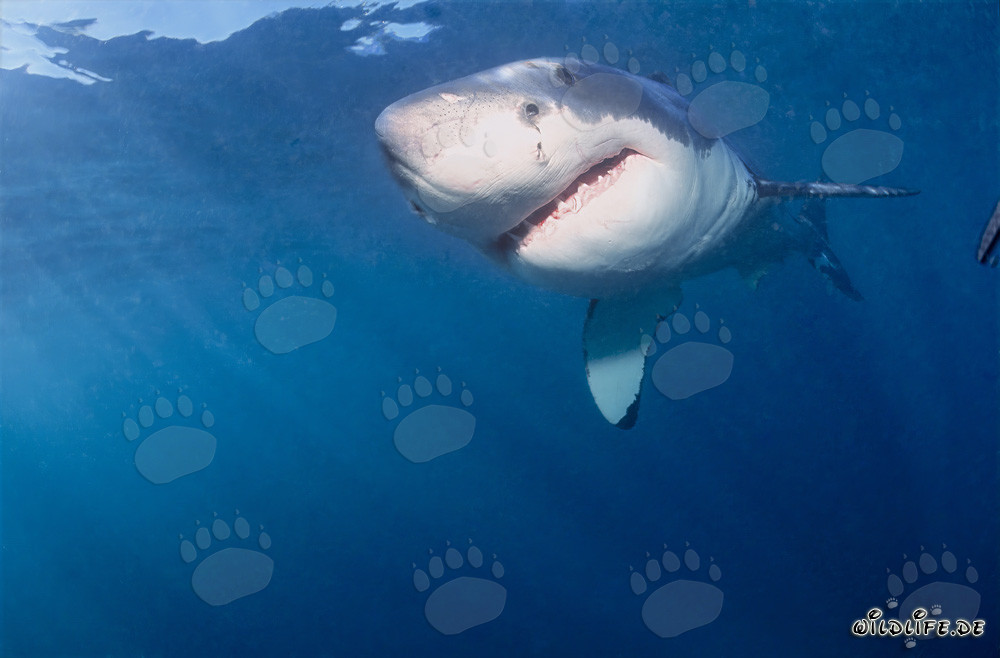 Young White Shark: Fascinating creature of evolution
