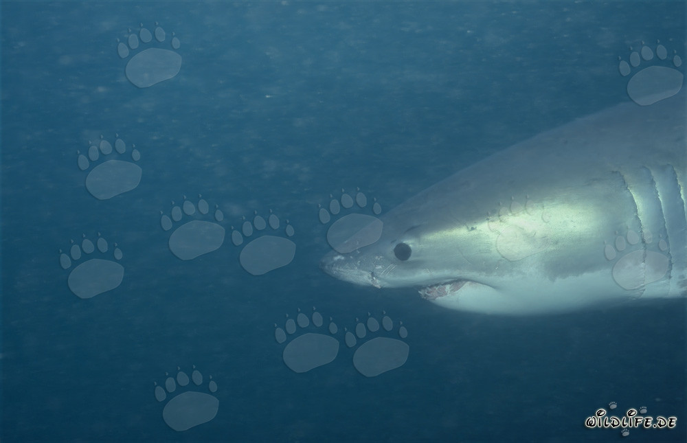 Portrait fascinant d'un grand requin blanc