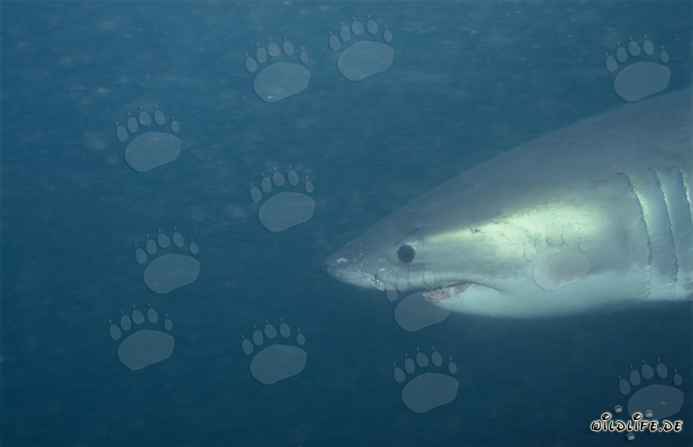 Fascinating portrait of a Great White Shark