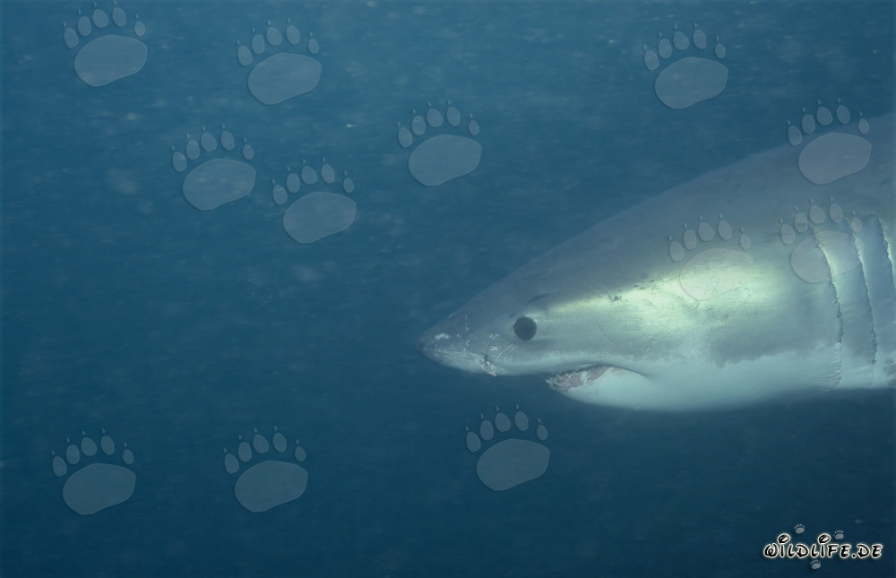 Faszinierendes Porträt eines Weißen Hais