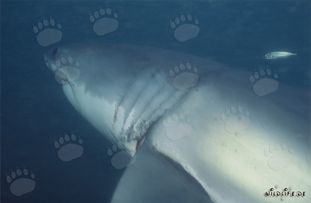 Grand requin blanc avec des branchies impressionnantes