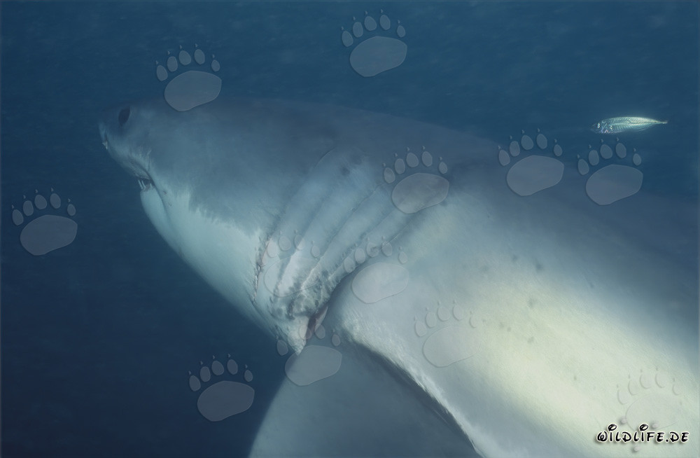Impressive great white shark with striking gill slits