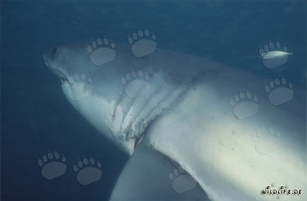 Imposanter Weißer Hai mit beeindruckenden Kiemenspalten