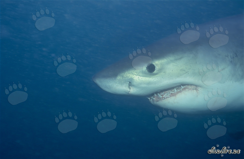 Ritratto affascinante di un giovane squalo bianco