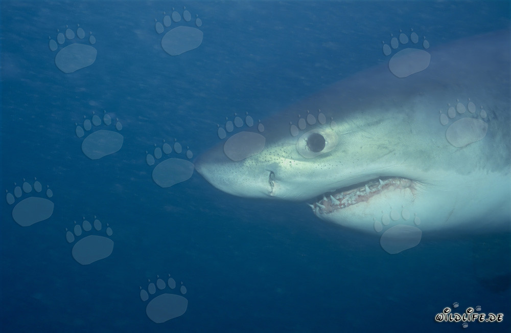 Portrait fascinant d'un jeune grand requin blanc