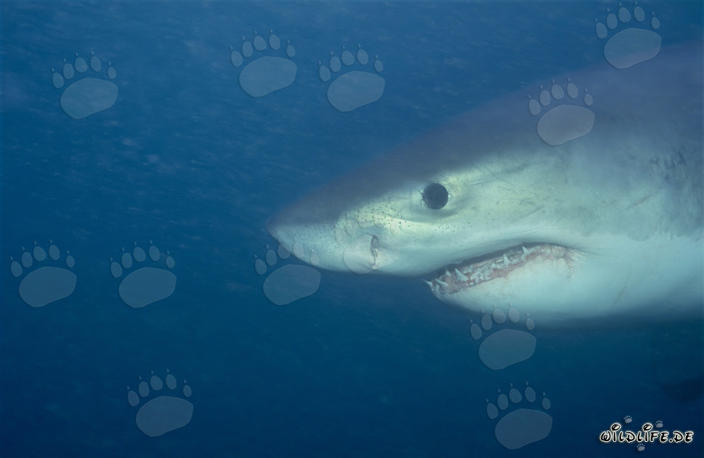Retrato fascinante de un joven tiburón blanco