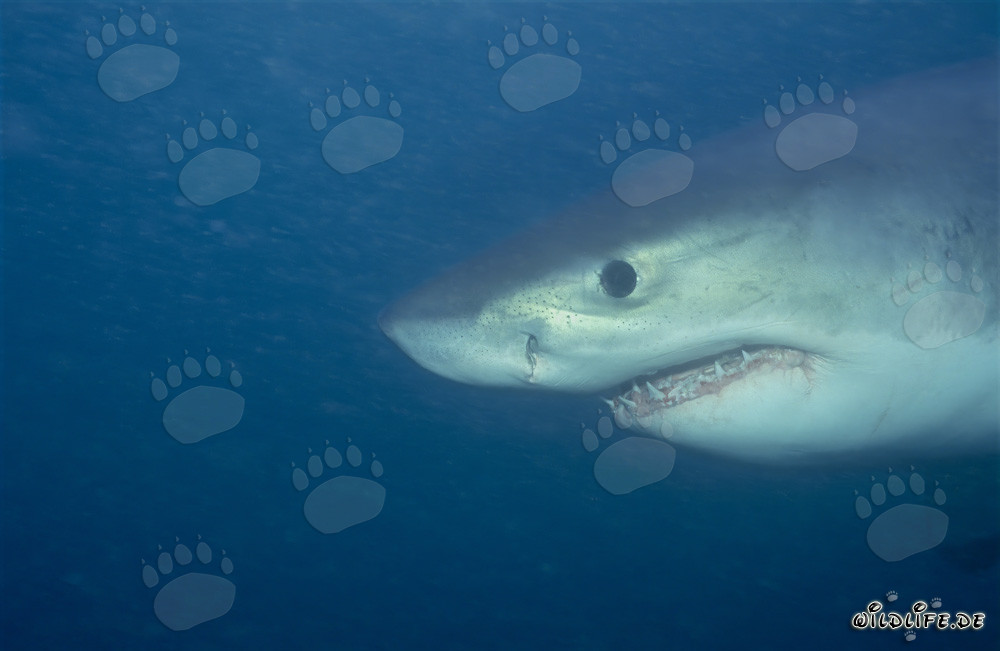 Fascinating portrait of a young Great White Shark