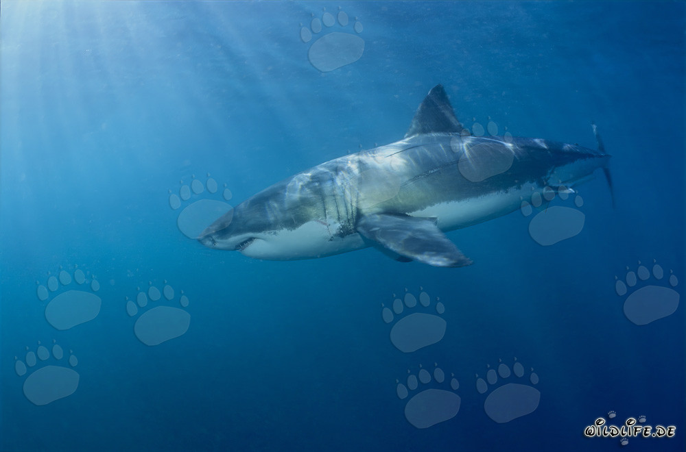 Gran Tiburón Blanco frente a la costa de Sudáfrica
