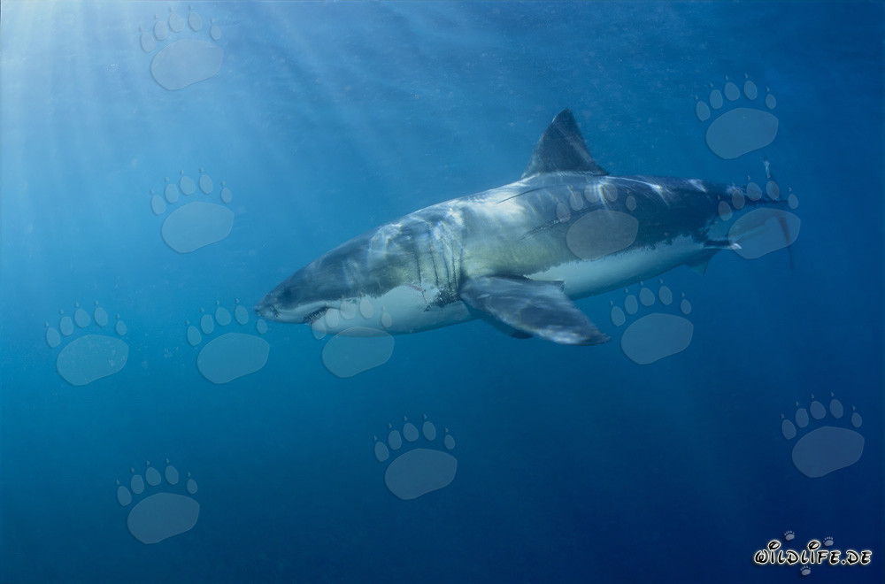 Grand Requin Blanc au large des côtes de l'Afrique du Sud