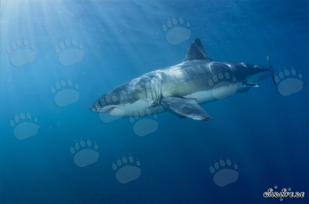 Great White Shark off the Coast of South Africa