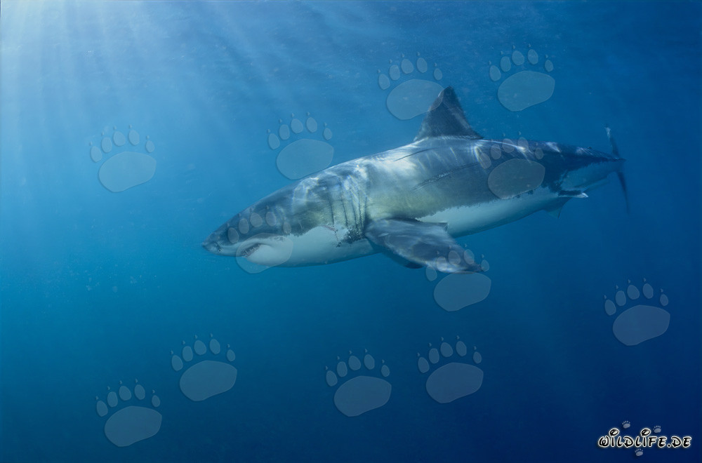 Großer Weißer Hai vor der Küste Südafrikas
