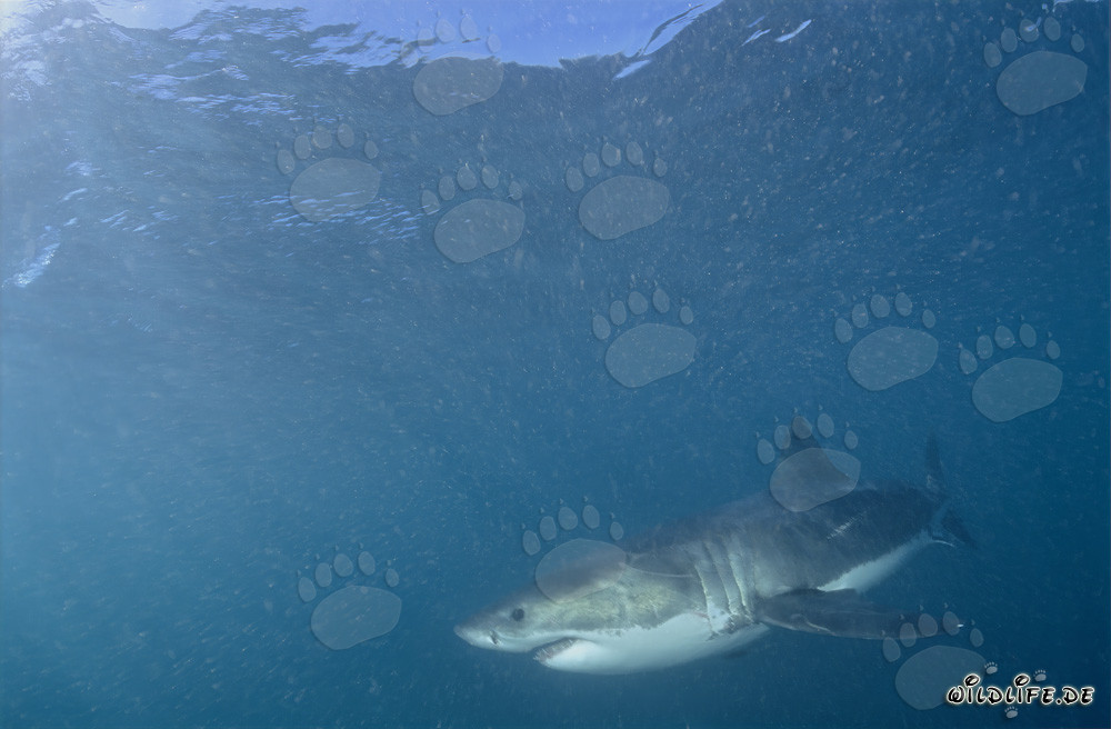 Fascinant habitant des océans, le Grand Requin Blanc
