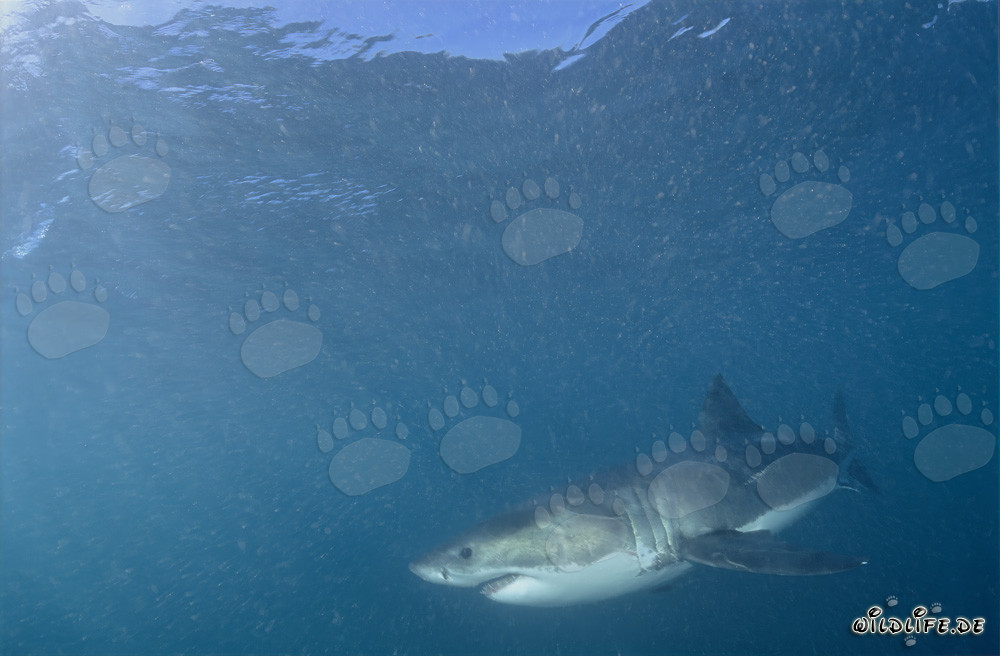 Fascinante habitante del mar, el Gran Tiburón Blanco