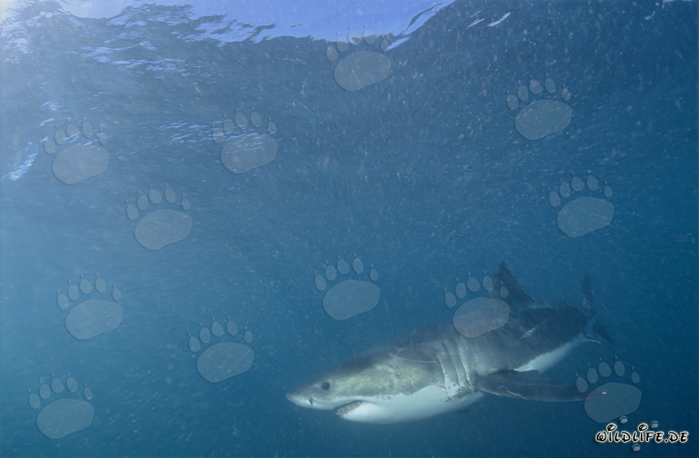 Fascinating Sea Creature Great White Shark