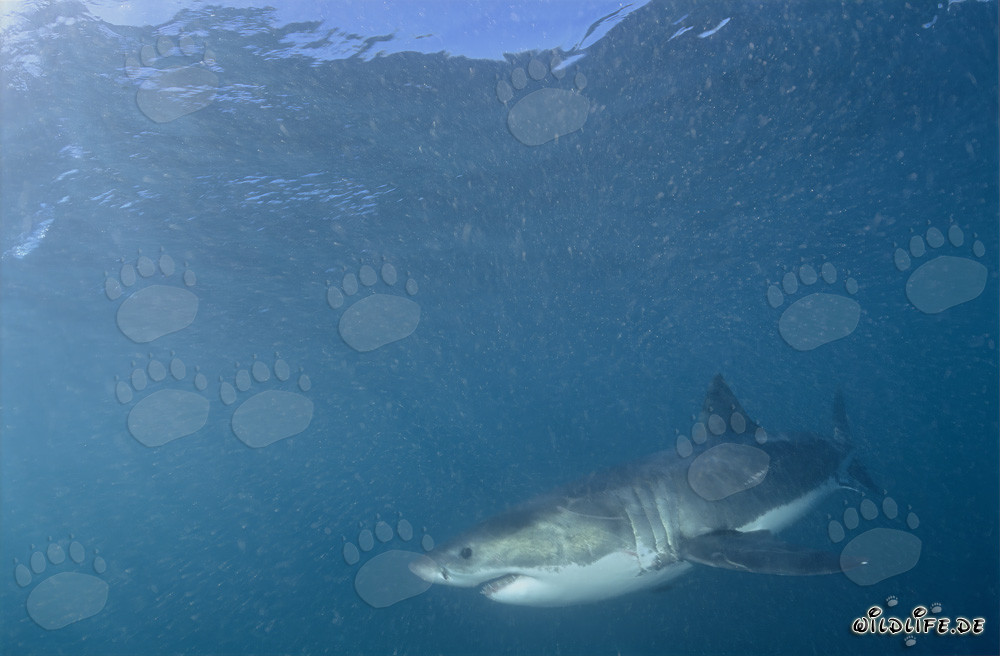 Affascinante abitante marino, lo Squalo Bianco