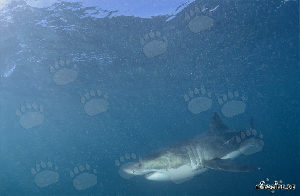 Faszinierender Meeresbewohner Weißer Hai